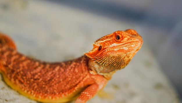 Il drago barbuto Pogona Vitticeps è una lucertola australiana con un primo piano