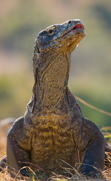 Il drago di Komodo è a terra. Indonesia. Parco Nazionale di Komodo.