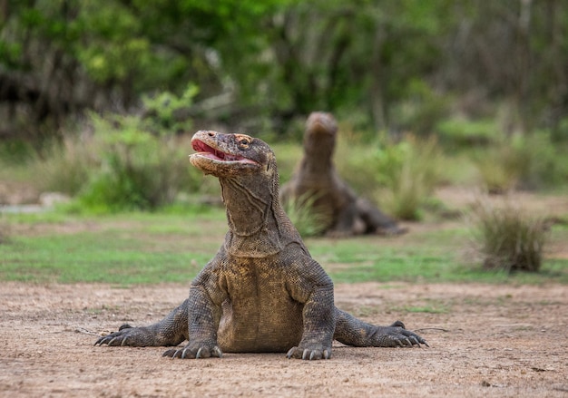 Il drago di Komodo è a terra. Indonesia. Parco Nazionale di Komodo.