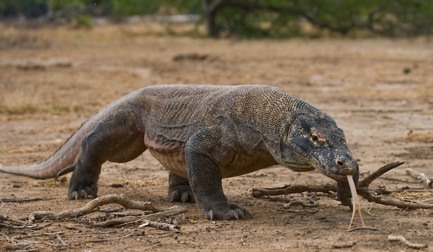 Il drago di Komodo è a terra. Indonesia. Parco Nazionale di Komodo.