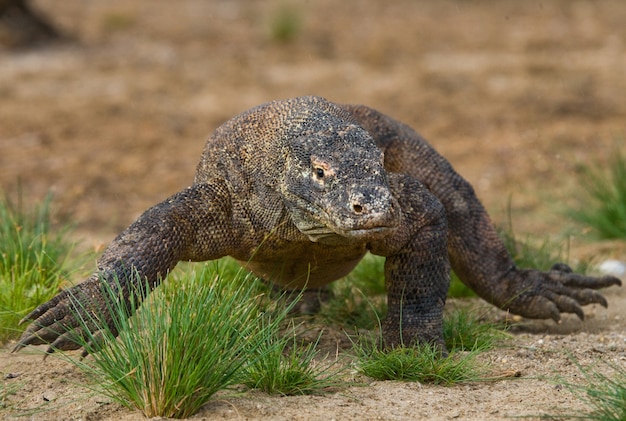 Il drago di Komodo è a terra. Indonesia. Parco Nazionale di Komodo.