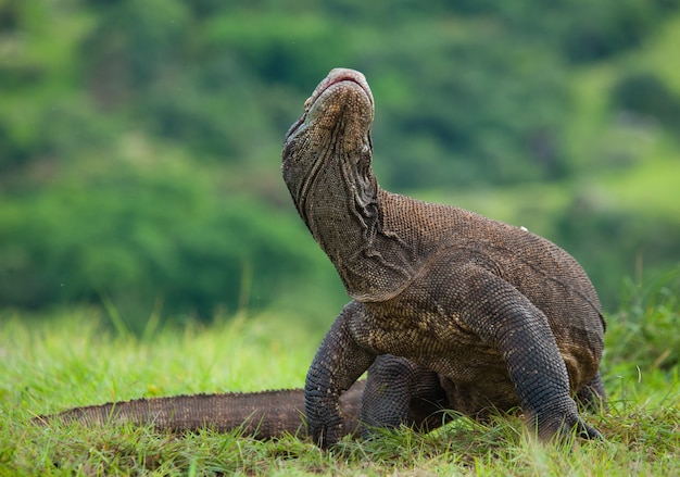 Il drago di Komodo è a terra. Indonesia. Parco Nazionale di Komodo.