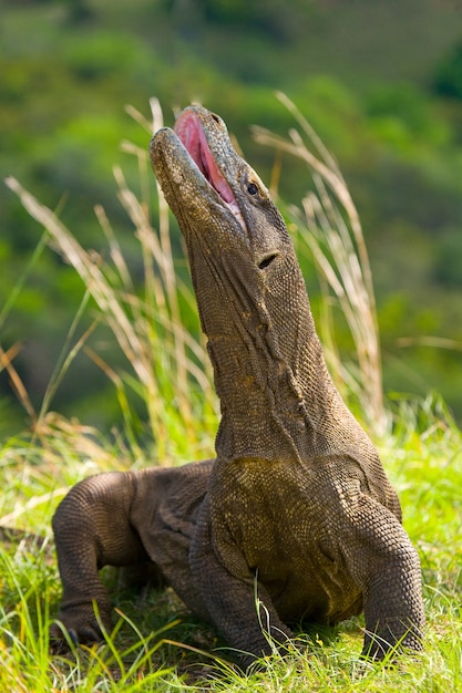 Il drago di Komodo è a terra. Indonesia. Parco Nazionale di Komodo.