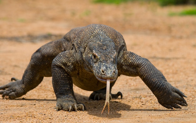 Il drago di Komodo è a terra.