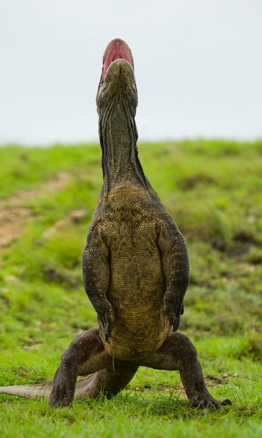 Il drago di Komodo è in piedi sulle zampe posteriori. Indonesia. Parco Nazionale di Komodo.