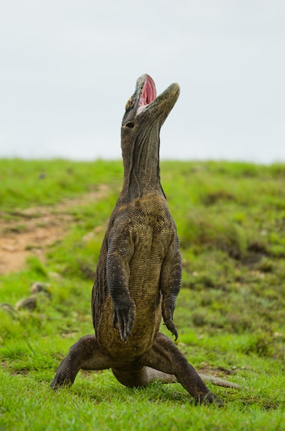 Il drago di Komodo è in piedi sulle zampe posteriori.