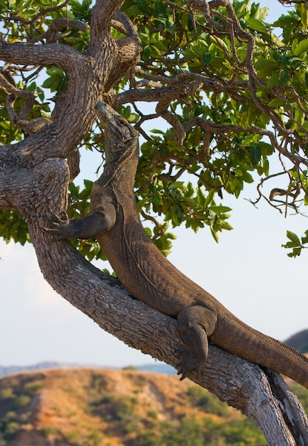 Il drago di Komodo si sta arrampicando su un albero. Indonesia. Parco Nazionale di Komodo.