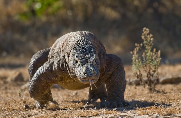 Il drago di Komodo sta correndo lungo il terreno. Indonesia. Parco Nazionale di Komodo.