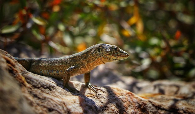 Il drago di sa dragonera