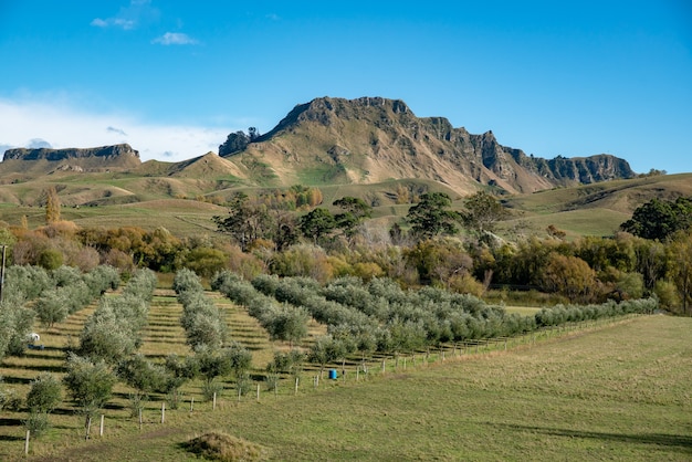 Il drammatico terreno estremo del crinale della montagna noto come Te Mata Peak che domina il terreno agricolo rurale