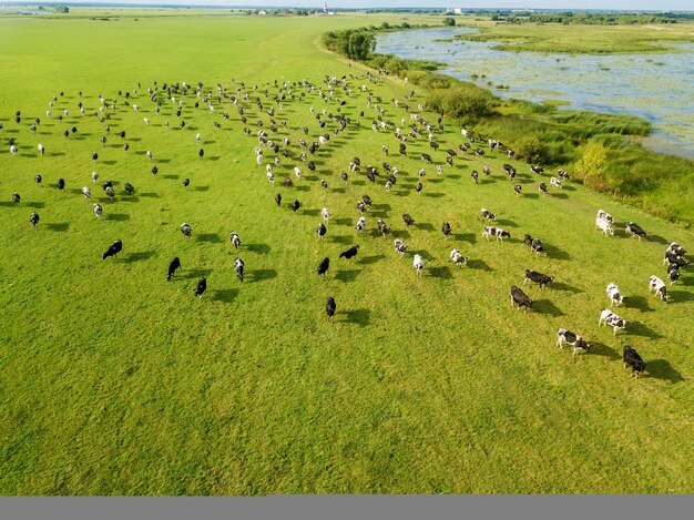 Il drone aereo vede una mandria di mucche al pascolo nei prati vicino al fiume