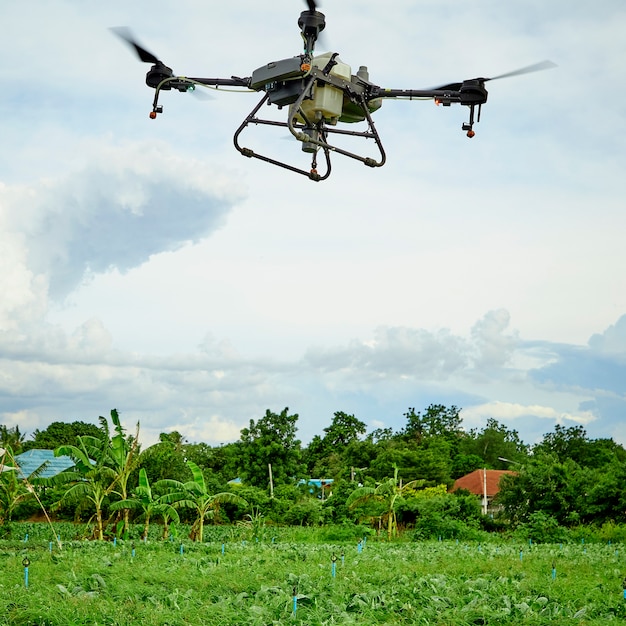 Il drone agricolo panoramico vola al fertilizzante spruzzato sul campo di cavolo riccio, l'agricoltore intelligente usa la tecnologia intelligente dei droni