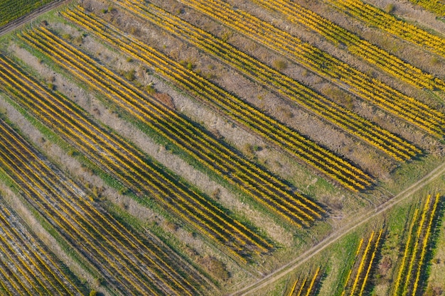 Il drone del vigneto ha scattato una vista aerea dall'alto.