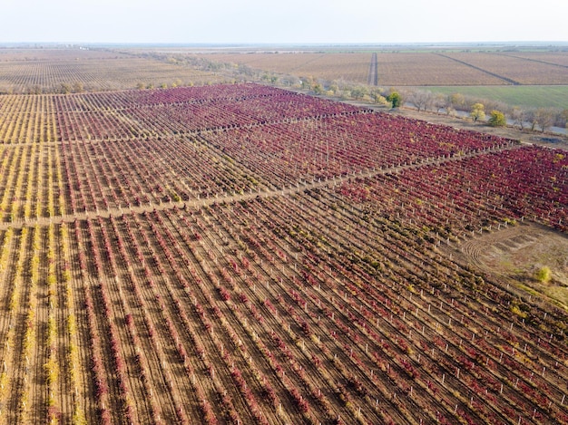 Il drone rosso della vigna ha sparato la vista aerea dall'alto