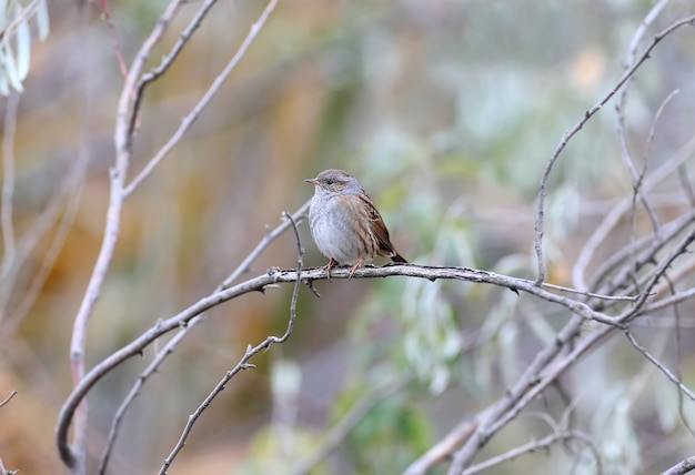 Il dunnock (Prunella modularis) nel piumaggio invernale si trova su un ramo di un cespuglio nel suo habitat naturale