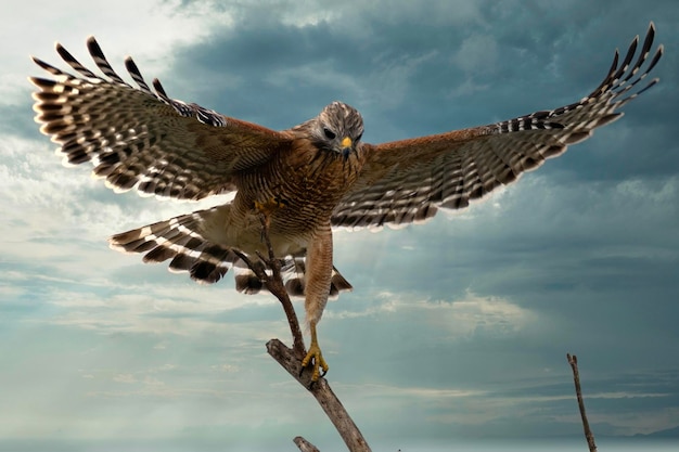 Il falco a spalle rosse lancia.