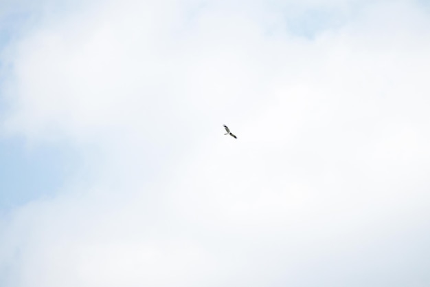 Il falco vola nel cielo blu