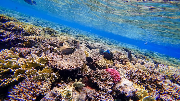 Il fantastico mondo dell'area sottomarina del Mar Rosso con molte barriere coralline