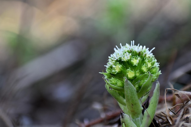 Il farfaraccio bianco i primi fiori della primavera Butterbur albus nella foresta in un ambiente umido lungo i corsi d'acqua in Francia Europa