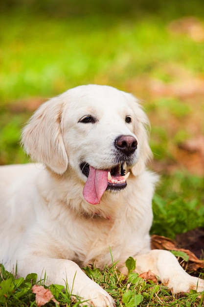 Il felice Golden Retriever è sdraiato nel cortile di casa