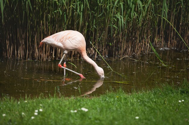 Il fenicottero rosa cerca cibo nell'acqua.