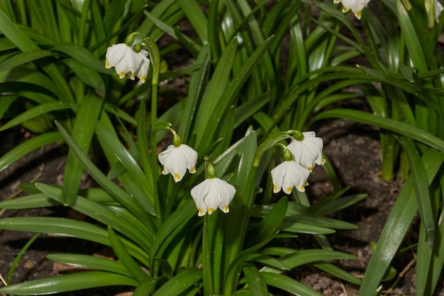 Il fiocco di neve primaverile lat Leucojum vernum sta fiorendo