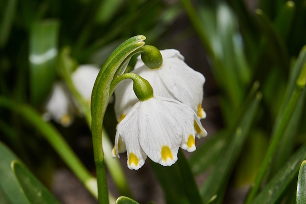 Il fiocco di neve primaverile lat Leucojum vernum sta fiorendo