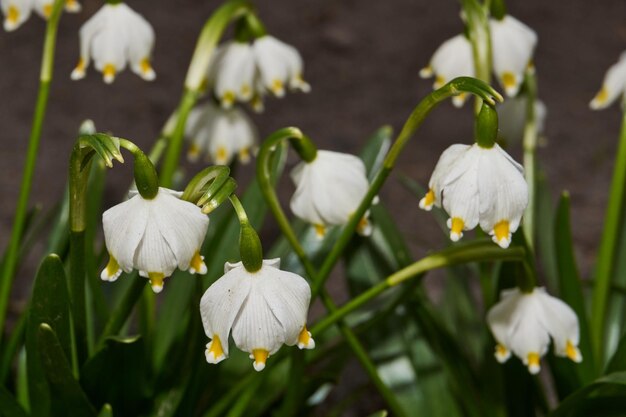 Il fiocco di neve primaverile lat Leucojum vernum sta fiorendo