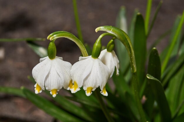 Il fiocco di neve primaverile lat Leucojum vernum sta fiorendo