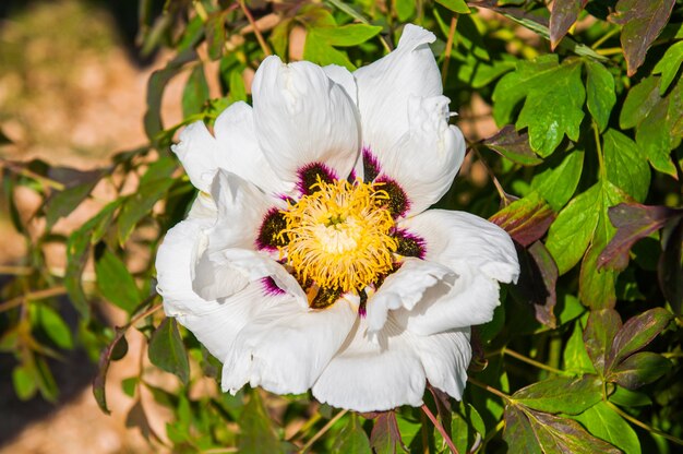 Il fiore bianco della peonia dell'albero sboccia su un cespuglio verde nel primo piano pomeridiano.