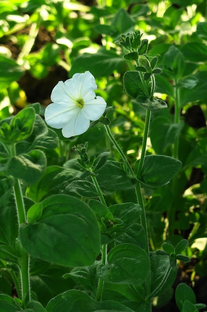 il fiore bianco della petunia cresce su un letto nel giardino