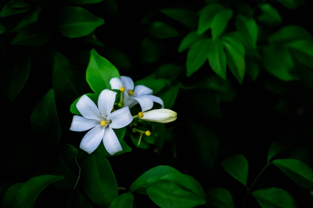 Il fiore bianco di Murraya paniculata