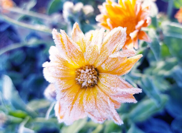 Il fiore d'arancio si bloccò e si ricoprì di brina Neve sui petali di un fiore estivo