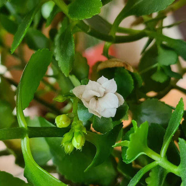 Il fiore da interno Kalanchoe con bellissimi fiori bianchi e petali verdi