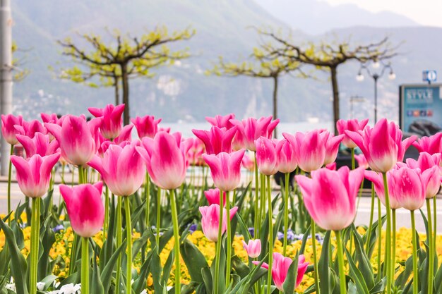 Il fiore dei tulipani