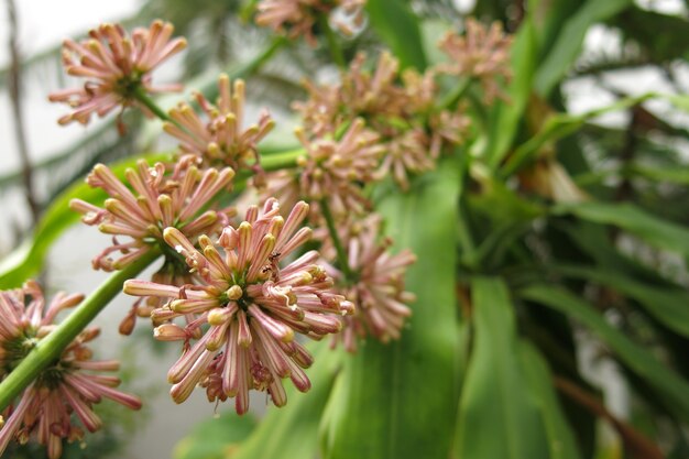 Il fiore del Capo di Buona Speranza o Dracaena fragrans