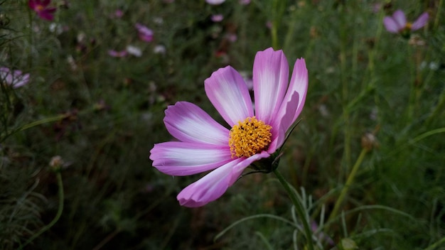 Il fiore del cosmo fiorisce sul campo