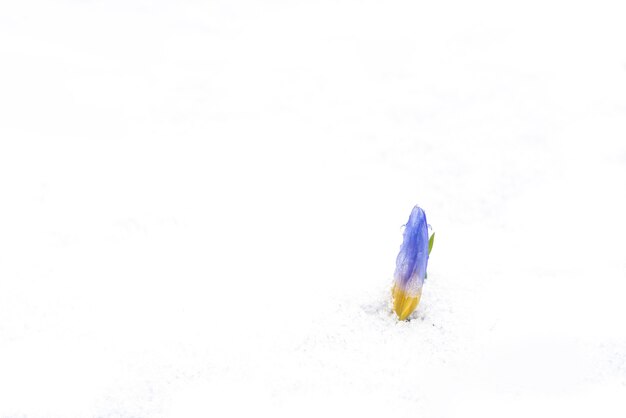 Il fiore del croco si arrampica attraverso la neve