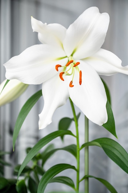 Il fiore del giglio bianco sboccia nel giardino estivo