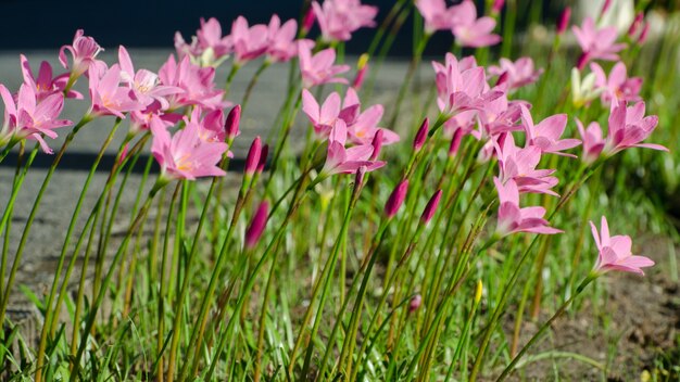 Il fiore del giglio rosa, porpora, rosa, rosso, cosmo fiorisce nel giardino con il fondo della sfuocatura