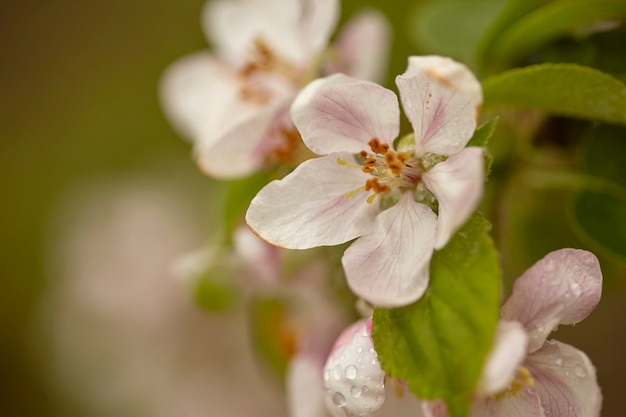 Il fiore del melo sboccia in primavera nella coltivazione dei meleti per la produzione di mele biologiche