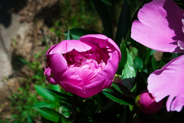 Il fiore del peon che cresce in un giardino estivo.