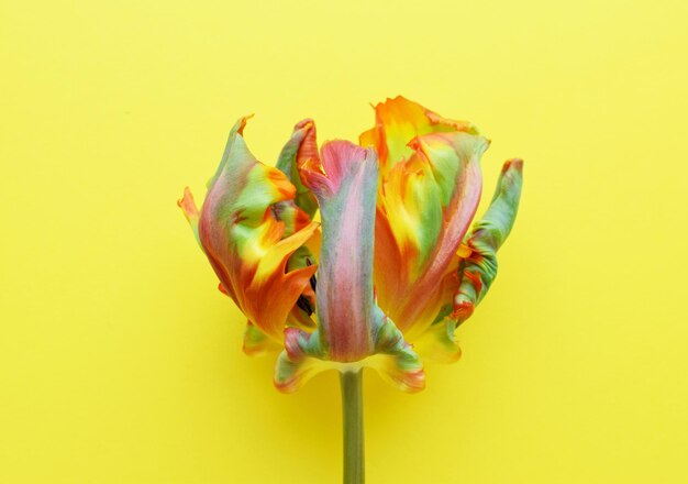 Il fiore del tulipano del pappagallo della varietà rococò è arancione con strisce verdi petali di tulipano corrugati