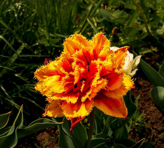 Il fiore del tulipano pappagallo multicolore rosso arancio brillante