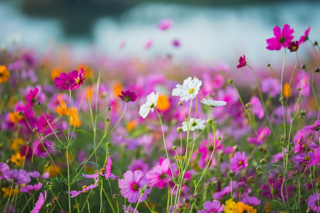 Il fiore dell&#39;universo dei prati