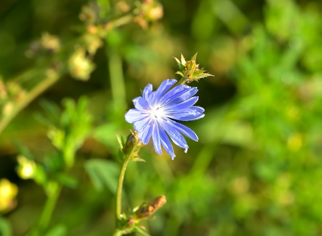 Il fiore della cicoria. Fiore di campo blu su uno sfondo verde sfocato