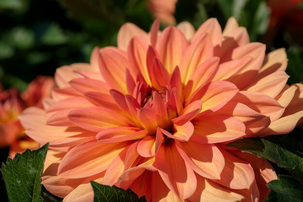 Il fiore della dalia del giardino fiorisce splendidamente in un primo piano di una soleggiata giornata autunnale