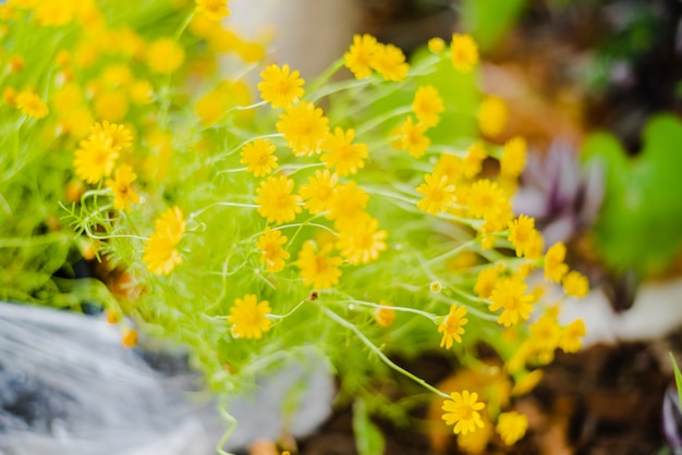 Il fiore della margherita cresce in fattoria