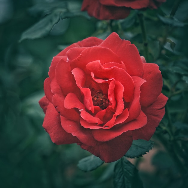 il fiore della rosa rossa