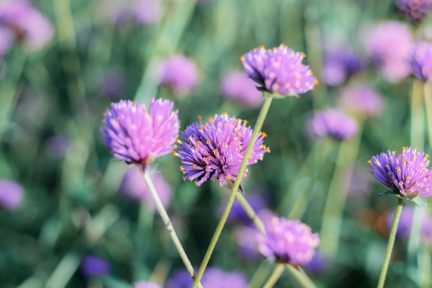 Il fiore della testa sta crescendo con bello in inverno.